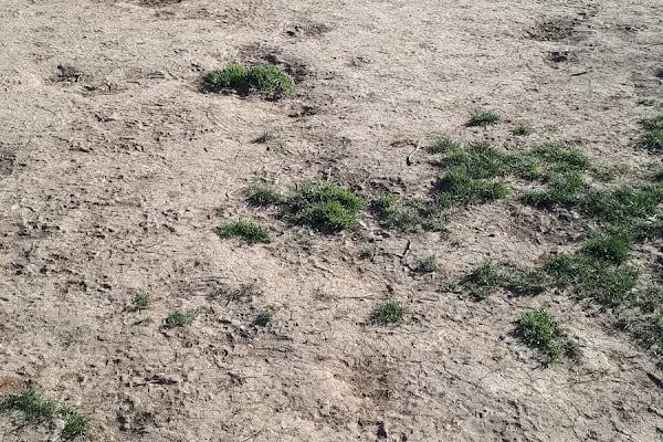 Ataşehir Köpek Parkı - Resim 6