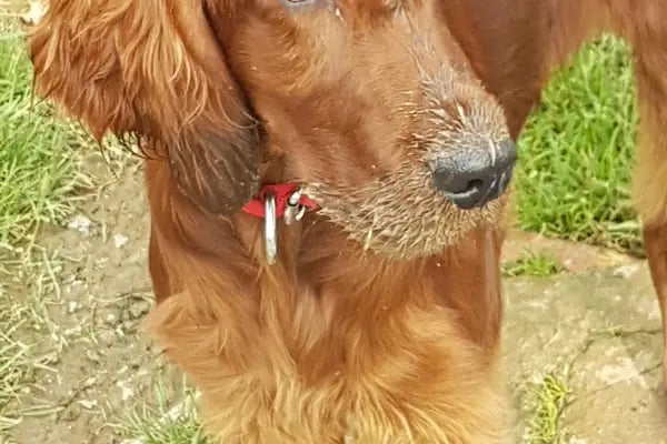 Ataşehir Köpek Parkı - Resim 17