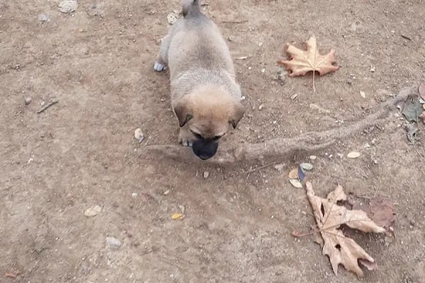 Ataşehir Köpek Parkı - Resim 13