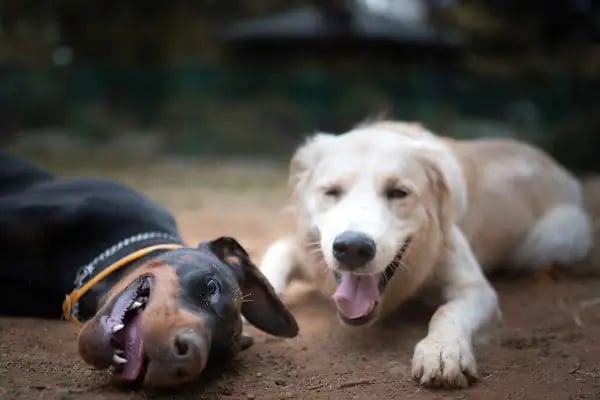 Ataşehir Köpek Parkı - Resim 15