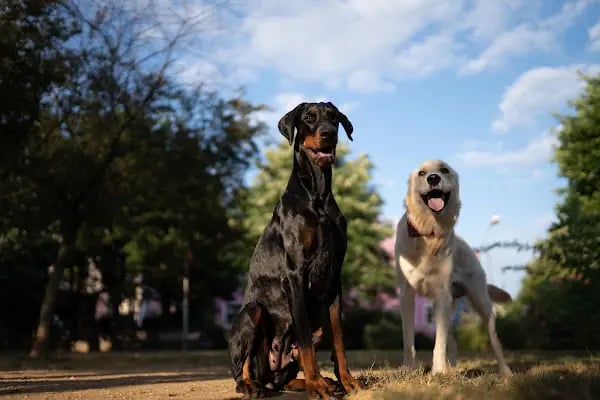 Ataşehir Köpek Parkı - Resim 9