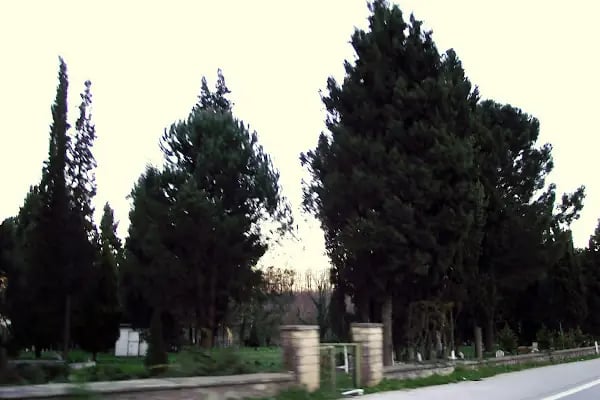 Kurtköy Mezarlığı - Resim 10