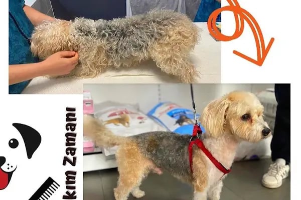 İçerenköy Petshop - Resim 17