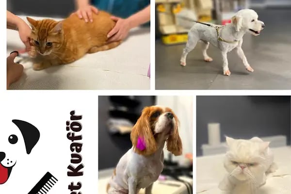 İçerenköy Petshop - Resim 18