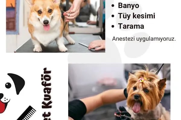 İçerenköy Petshop - Resim 19