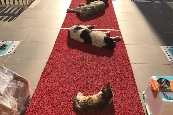 İçerenköy Petshop - Resim 10