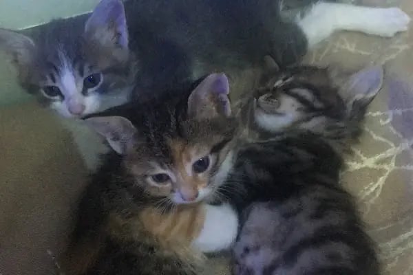 İçerenköy Petshop - Resim 16