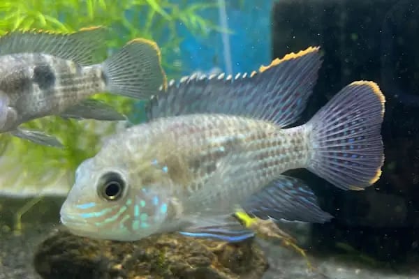 PETRA AQUA PETSHOP - Resim 11