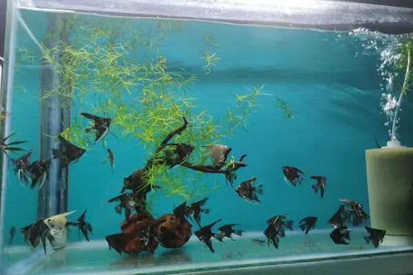 PETRA AQUA PETSHOP - Resim 14
