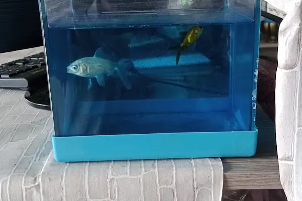 PETRA AQUA PETSHOP - Resim 10