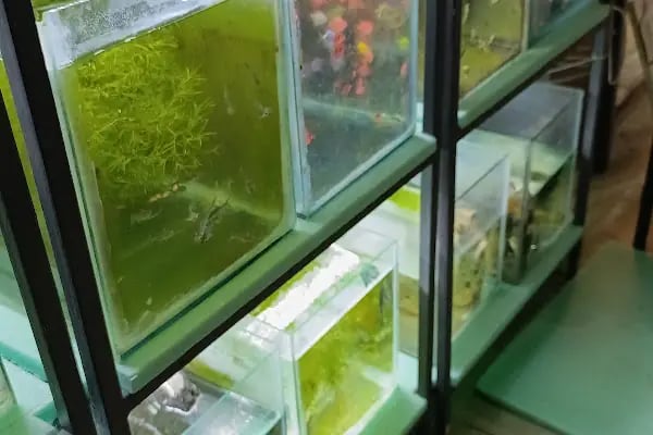 PETRA AQUA PETSHOP - Resim 6