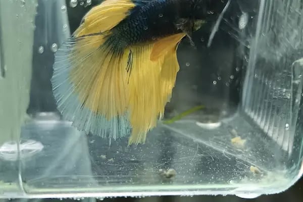 PETRA AQUA PETSHOP - Resim 5