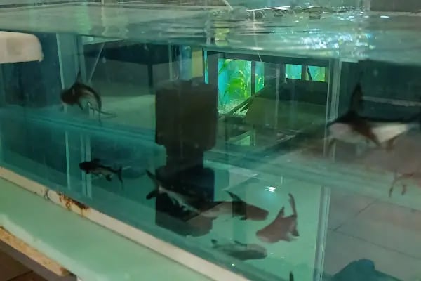 PETRA AQUA PETSHOP - Resim 4