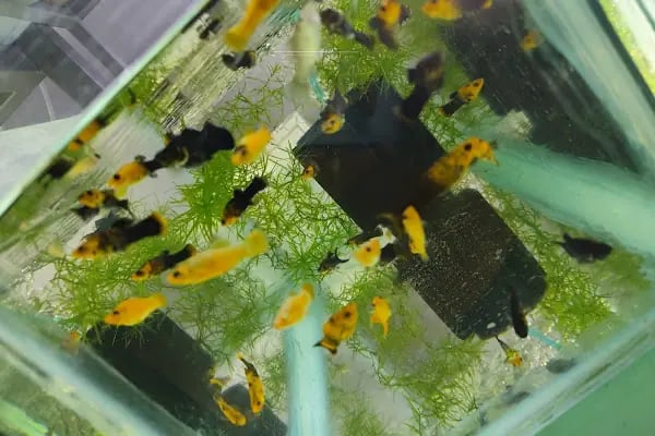 PETRA AQUA PETSHOP - Resim 12