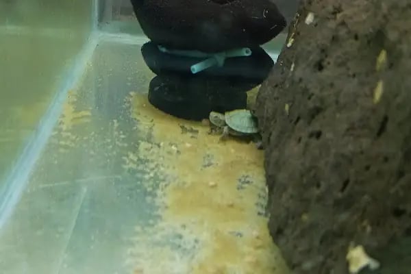 PETRA AQUA PETSHOP - Resim 16