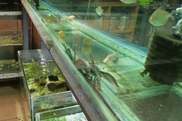 PETRA AQUA PETSHOP - Resim 2