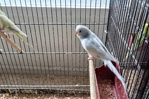 Alatay Pet Shop - Resim 15