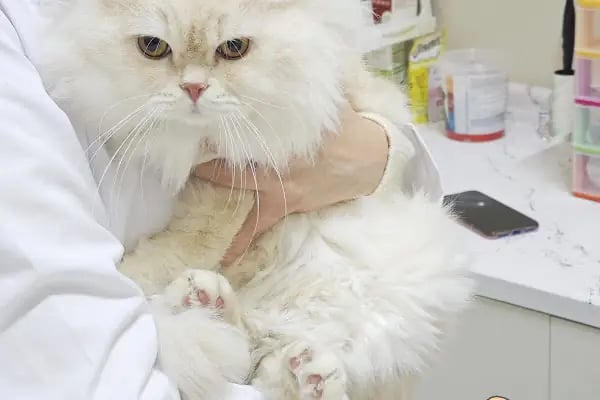 Vespera Veteriner Kliniği - Resim 2