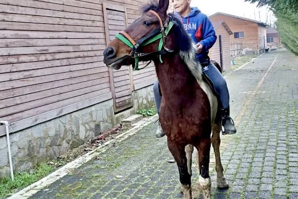 İnegöl Atlı Spor Kulübü - Resim 11