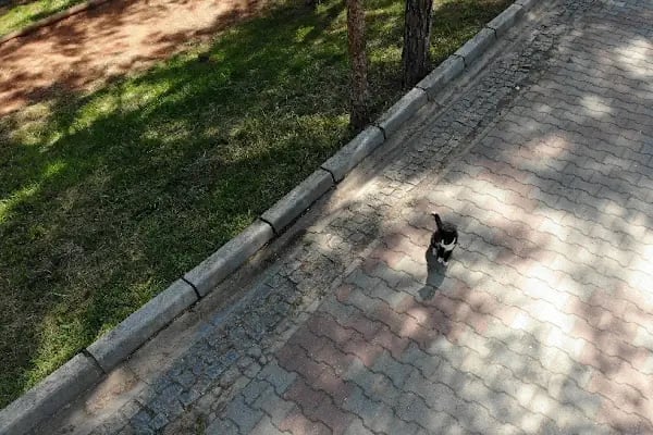 Eskihisar Parki - Resim 15
