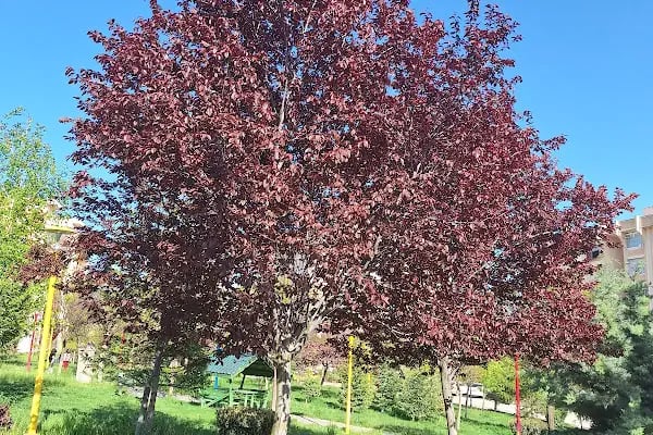 Akyurt Toki Ortaokulu - Resim 9