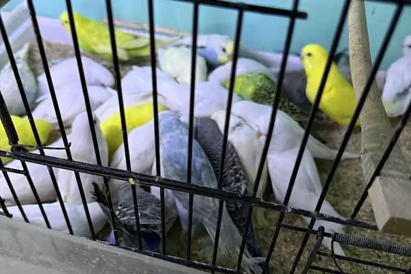 Ceren Petshop Kuaför Akvaryum Kuşçu Mama - Resim 4