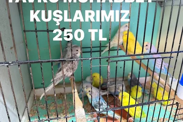 Ceren Petshop Kuaför Akvaryum Kuşçu Mama - Resim 9