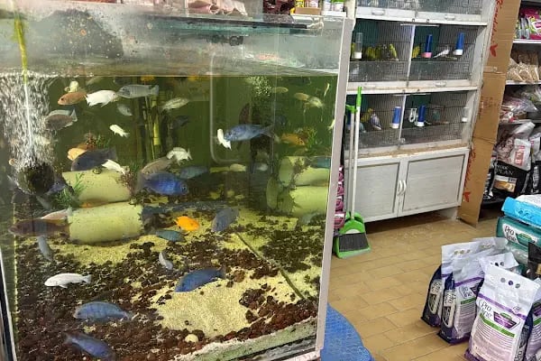 Ceren Petshop Kuaför Akvaryum Kuşçu Mama - Resim 5