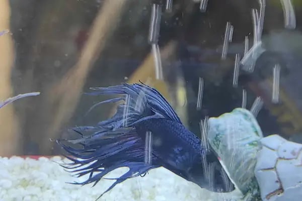 Ceren Petshop Kuaför Akvaryum Kuşçu Mama - Resim 18
