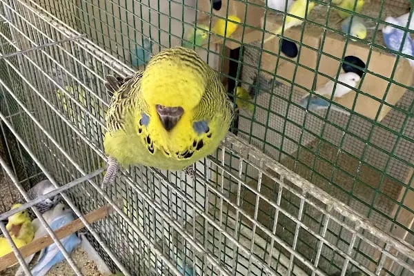 Ceren Petshop Kuaför Akvaryum Kuşçu Mama - Resim 3