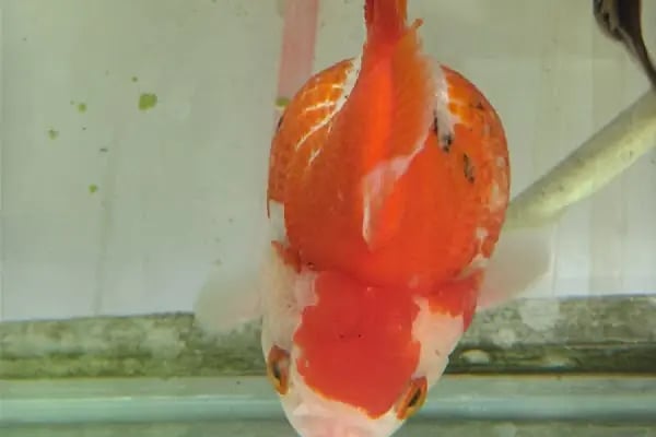 Ceren Petshop Kuaför Akvaryum Kuşçu Mama - Resim 7