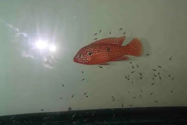 Ceren Petshop Kuaför Akvaryum Kuşçu Mama - Resim 19