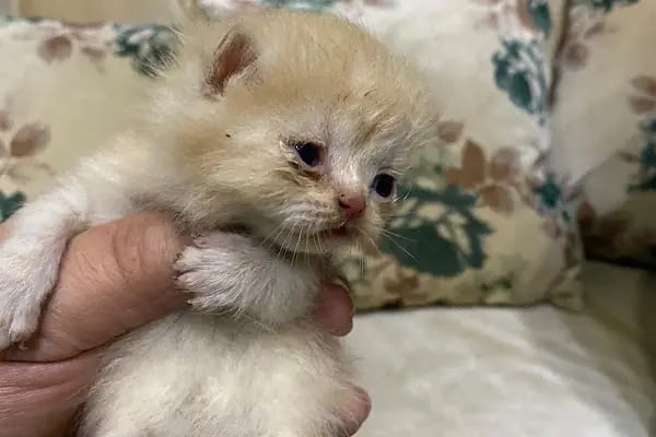 Ceren Petshop Kuaför Akvaryum Kuşçu Mama - Resim 17