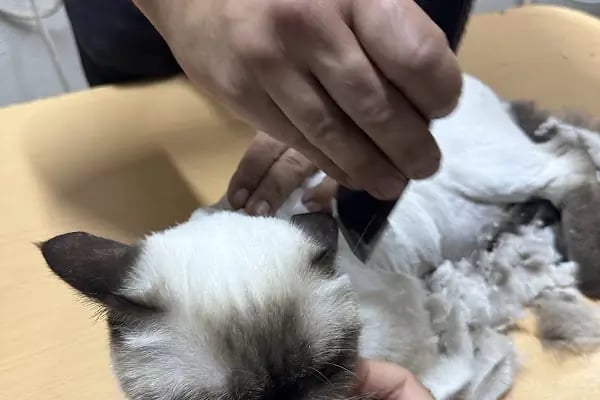Ceren Petshop Kuaför Akvaryum Kuşçu Mama - Resim 2