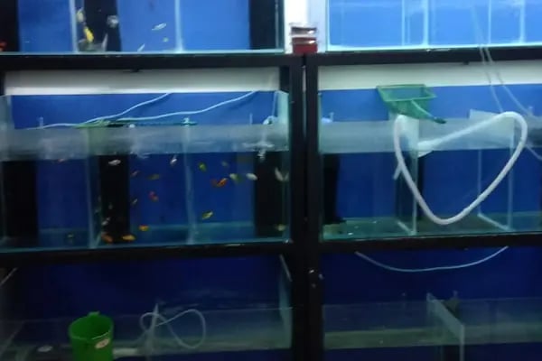 PANCHO PETSHOP - Resim 20