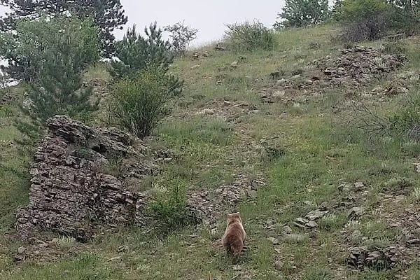 Peçenek Bakırlı Yaylası - Resim 9