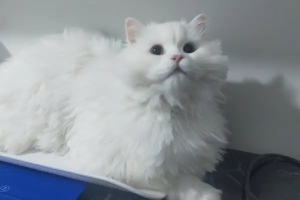 Bağlar pet veteriner kliniği - Resim 8