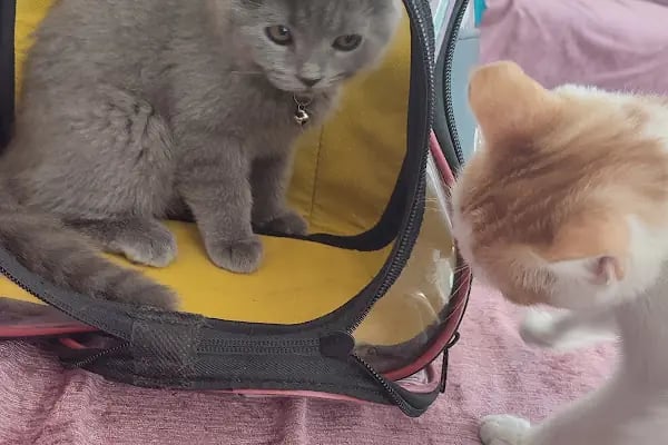 Bağlar pet veteriner kliniği - Resim 7