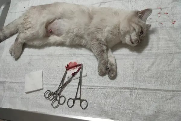 Bağlar pet veteriner kliniği - Resim 3