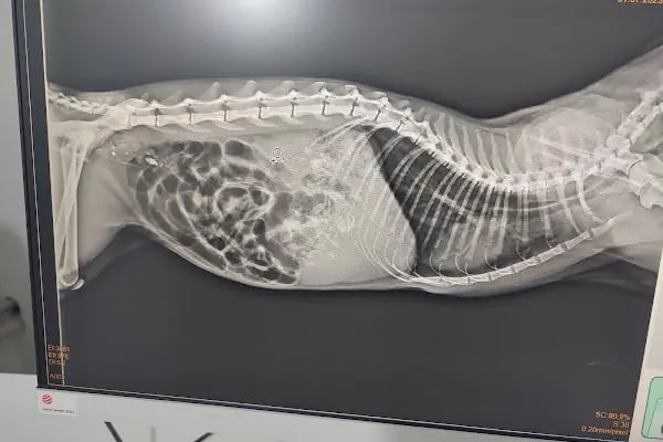 Bağlar pet veteriner kliniği - Resim 2