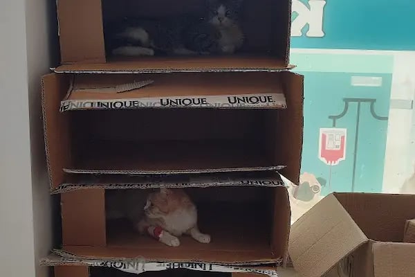 Bağlar pet veteriner kliniği - Resim 18