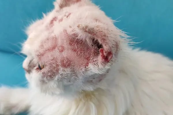 Bağlar pet veteriner kliniği - Resim 5