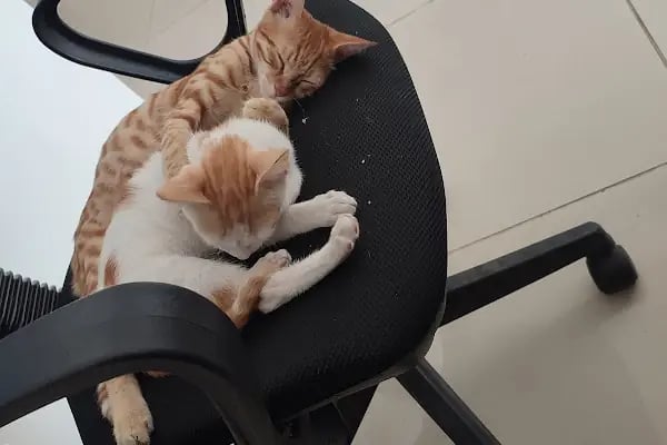 Bağlar pet veteriner kliniği - Resim 11