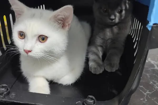 Bağlar pet veteriner kliniği - Resim 9