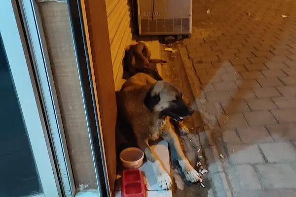 Bağlar pet veteriner kliniği - Resim 13