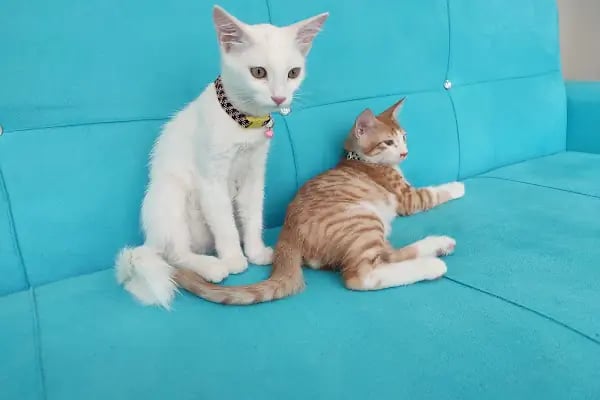 Bağlar pet veteriner kliniği - Resim 4