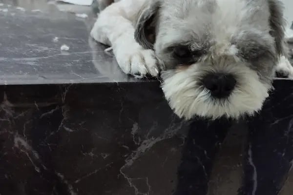 Bağlar pet veteriner kliniği - Resim 14