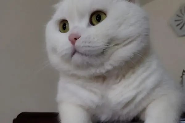 Bağlar pet veteriner kliniği - Resim 12