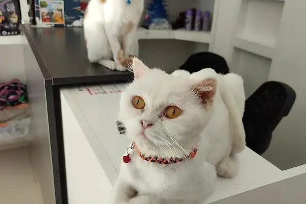 Bağlar pet veteriner kliniği - Resim 6