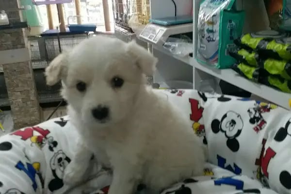 Trabzon Hobi petshop - Resim 7